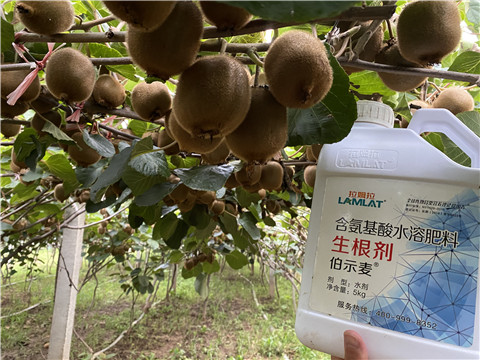 進口水溶肥，拉姆拉，伯示麥