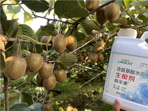 進口水溶肥，拉姆拉，伯示麥