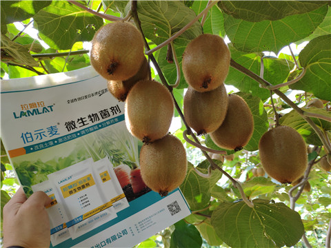 進口水溶肥，拉姆拉，伯示麥