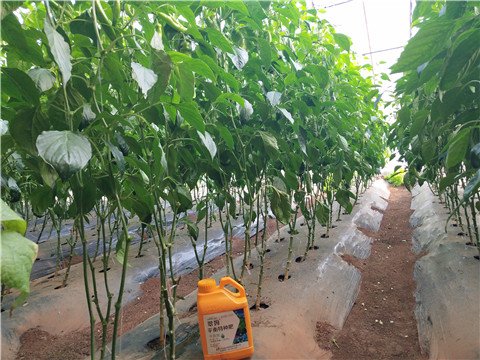 滴灌肥，拉姆拉，翠姆