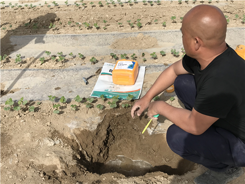 水溶肥，拉姆拉，翠姆