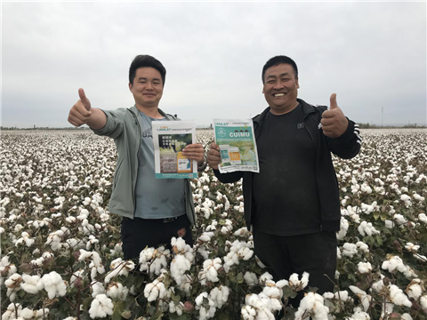 棉花，水溶肥，拉姆拉，翠姆
