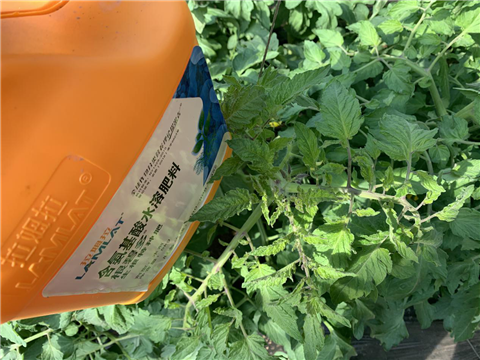 水溶肥，拉姆拉，翠姆