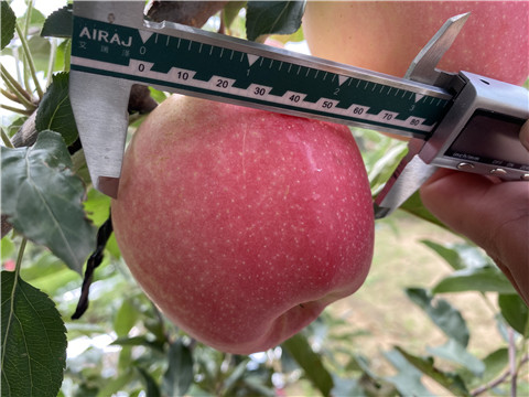 大量元素水溶肥，拉姆拉，翠姆