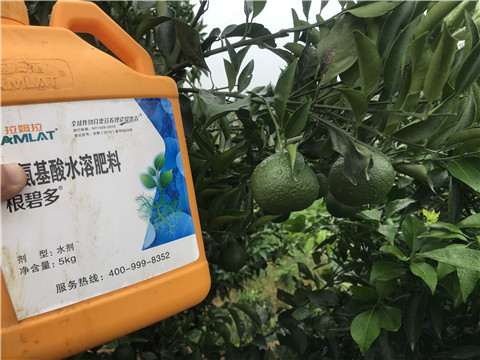 水溶肥，拉姆拉，翠姆