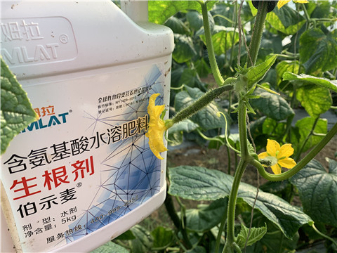 水溶肥，拉姆拉，伯示麥