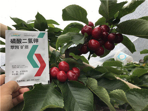 水溶肥，拉姆拉，翠姆