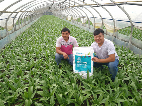 水溶肥，拉姆拉，翠姆