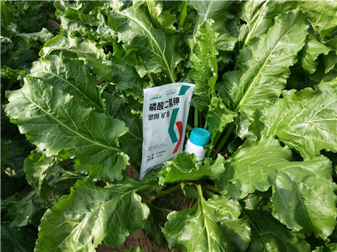 水溶肥，拉姆拉，翠姆