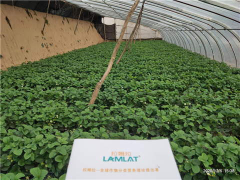 水溶肥，拉姆拉，翠姆