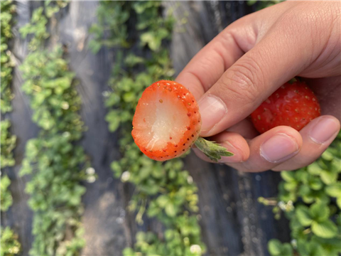 水溶肥，拉姆拉，翠姆