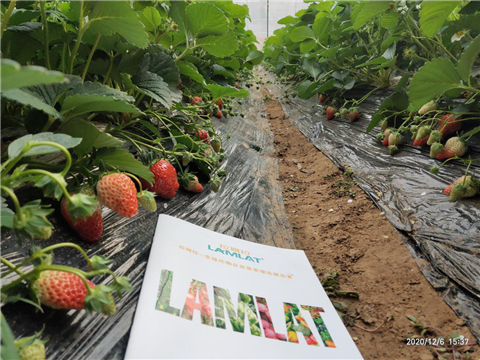 水溶肥，拉姆拉，翠姆