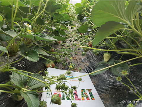 水溶肥，拉姆拉，翠姆