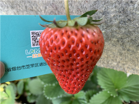 水溶肥，拉姆拉，翠姆