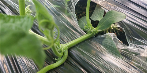 微生物菌劑，拉姆拉，翠姆