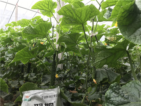 微生物菌劑，拉姆拉，翠姆