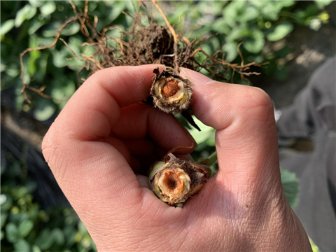 水溶肥，拉姆拉，翠姆