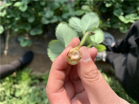 水溶肥，拉姆拉，翠姆