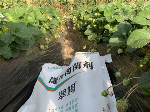 水溶肥，拉姆拉，翠姆