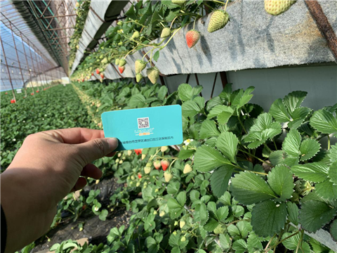 水溶肥，拉姆拉，翠姆