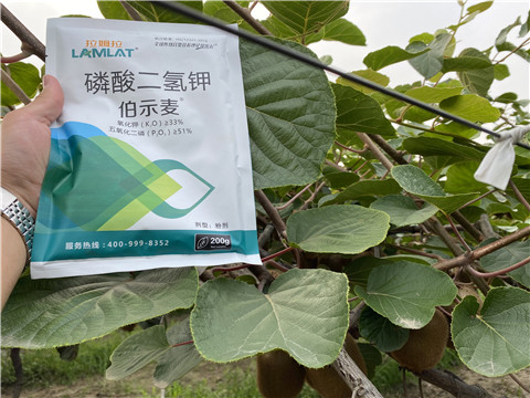 磷酸二氫鉀，拉姆拉，伯示麥