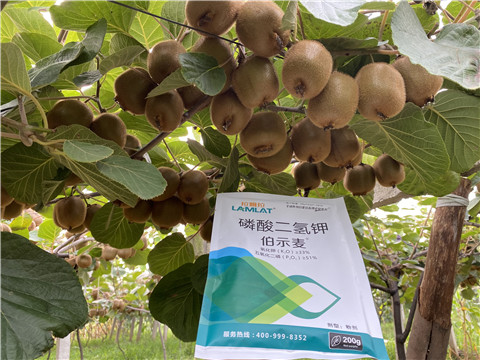 磷酸二氫鉀，拉姆拉，伯示麥