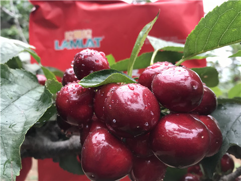 大量元素水溶肥，拉姆拉，翠姆