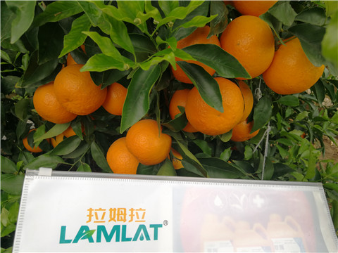 葉面肥，拉姆拉，翠姆