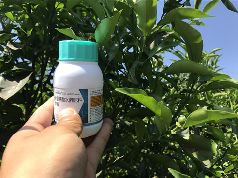 葉面肥，拉姆拉，翠姆