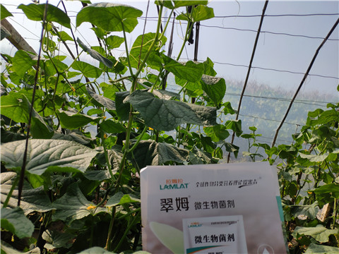 水溶肥，拉姆拉，翠姆