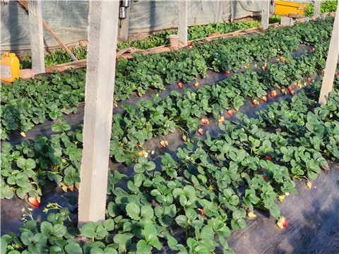 水溶肥，拉姆拉，翠姆