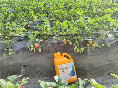 水溶肥，拉姆拉，翠姆