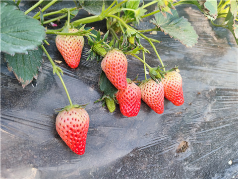 水溶肥，拉姆拉，翠姆