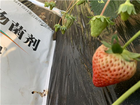 微生物菌劑，拉姆拉，翠姆