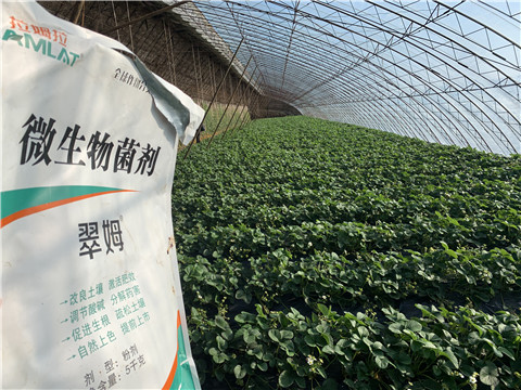 微生物菌劑，拉姆拉，翠姆