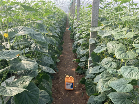 作物施肥管理，拉姆拉，翠姆