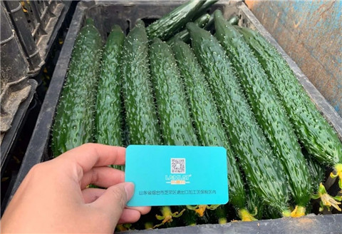 作物施肥管理，拉姆拉，翠姆