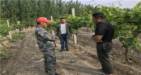 葉面肥，拉姆拉，翠姆