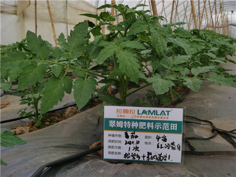 水溶肥，拉姆拉，翠姆