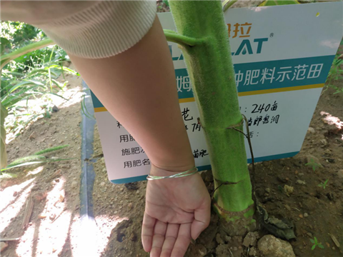 葵花高產管理方案,拉姆拉