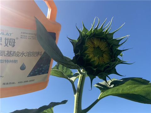 葵花高產管理方案,拉姆拉