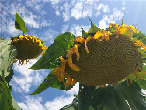 葵花高產管理方案,拉姆拉