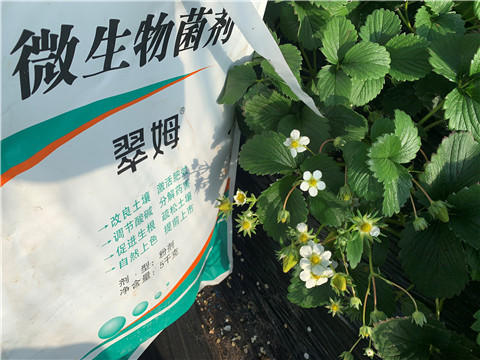 微生物菌劑，拉姆拉，翠姆