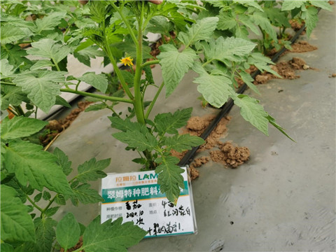 水溶肥，拉姆拉，翠姆