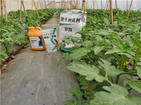 水溶肥，拉姆拉，翠姆