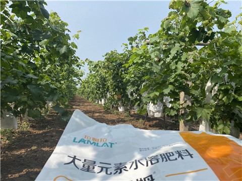 大量元素水溶肥，拉姆拉，翠姆