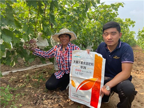 大量元素水溶肥，拉姆拉，翠姆