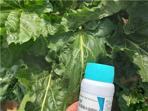 水溶肥，拉姆拉，翠姆