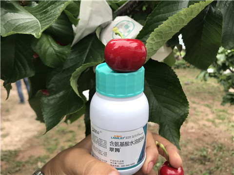 水溶肥，拉姆拉，翠姆