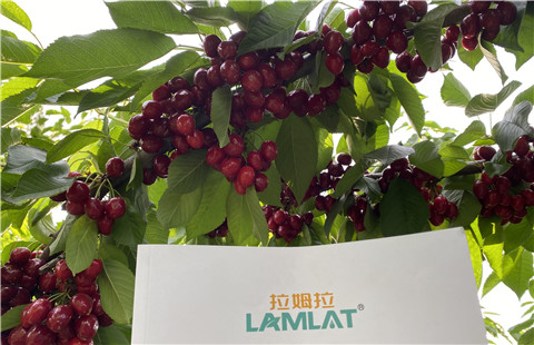 水溶肥，拉姆拉，翠姆